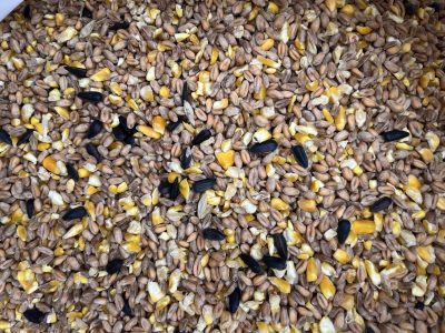 Premium Mixed Poultry Corn picture