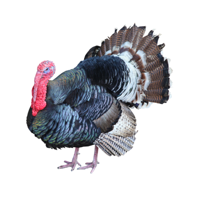 Turkey Grower Pellets 25kg