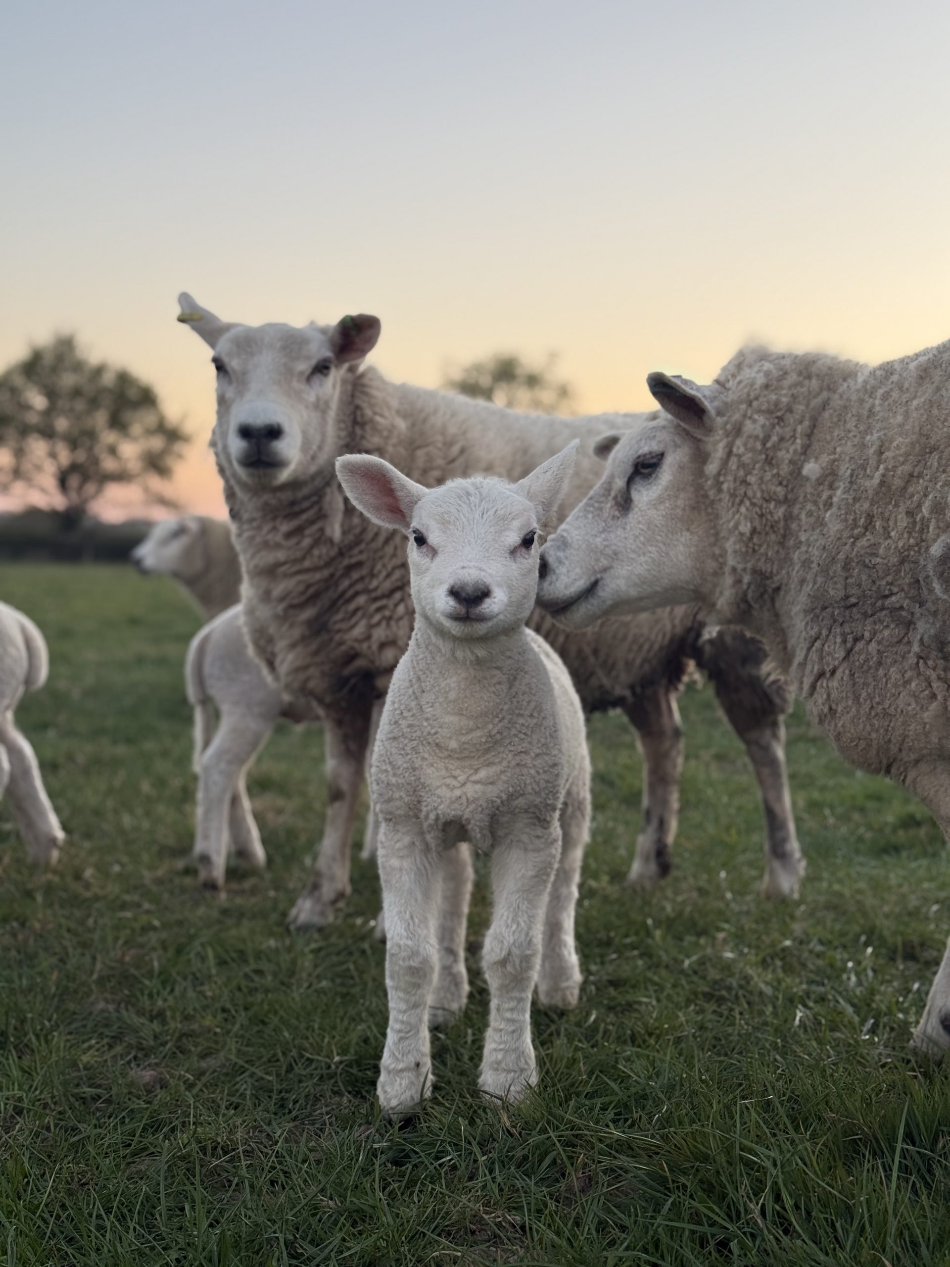 Image of sheep and lambs