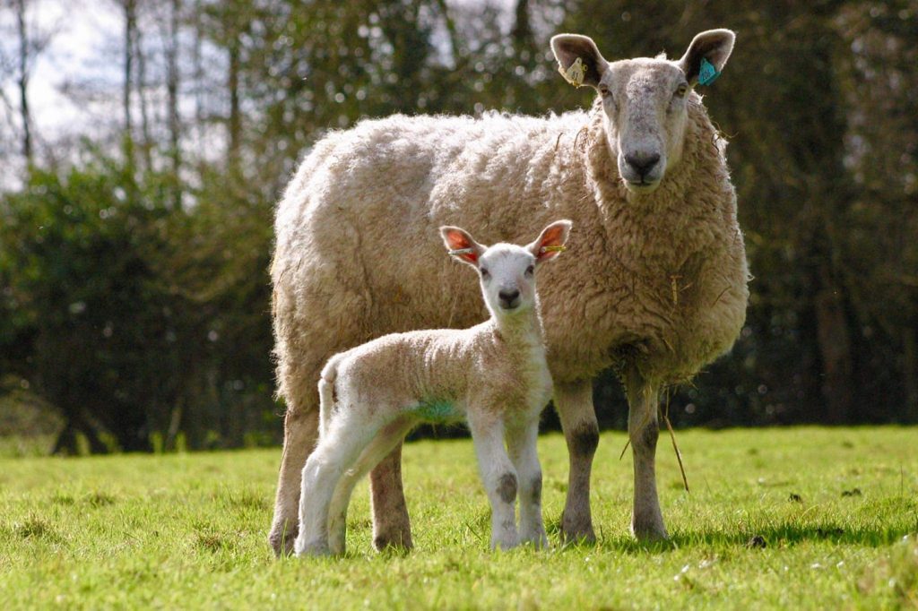 Single Ewe and Lamb