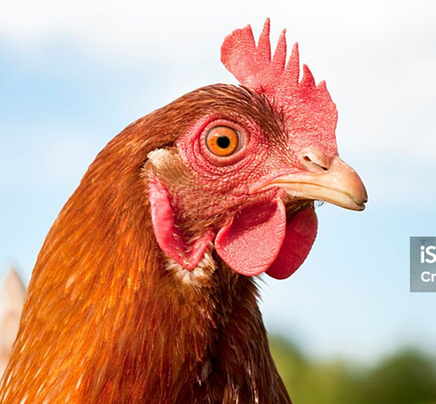image of chickens head