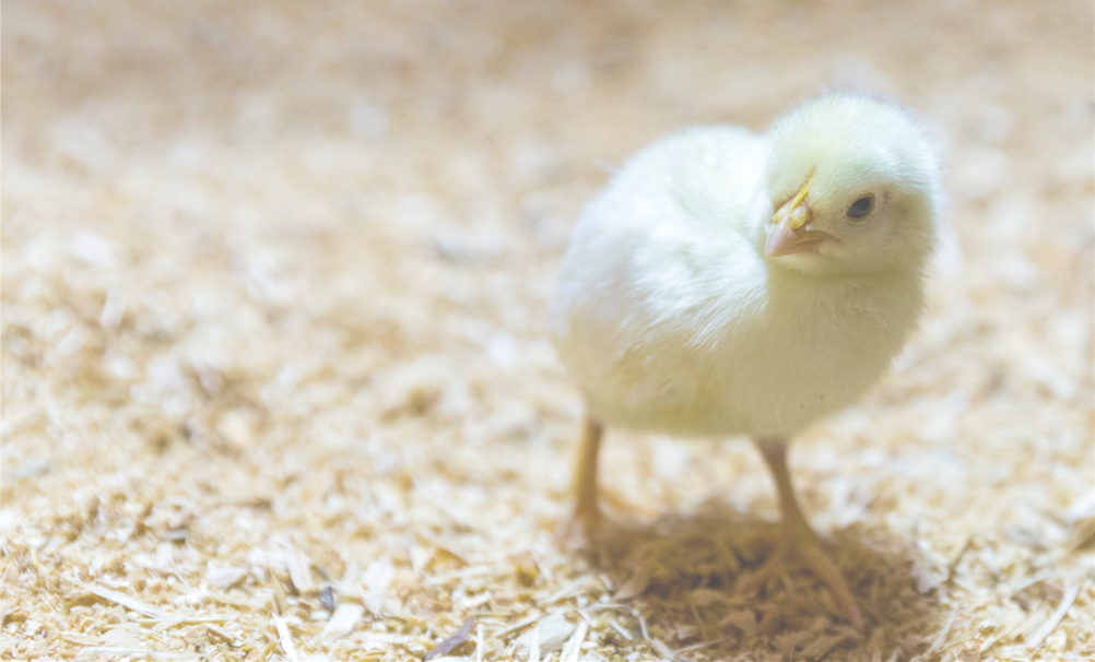 Single day old chick