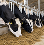 Cattle feed