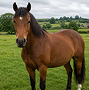 Horse Feeds