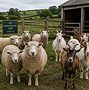 Sheep & Goat Feeds
