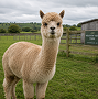 Llama & Alpaca Mix