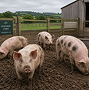 Pig Feeds