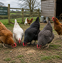 Poultry Feeds