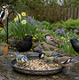 Wild Bird Feeds